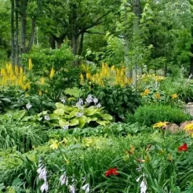 Garden bed with mulch and shrubs along a lawn edge